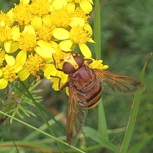mouche jaune