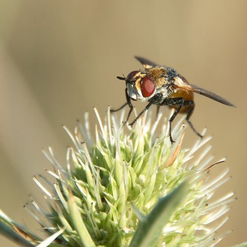 L'oeil de la mouche anonyme
