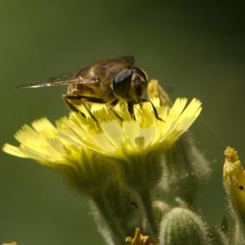 Sorte de mouche qui butine
