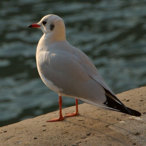 Mouettes sur l'île de la cité.