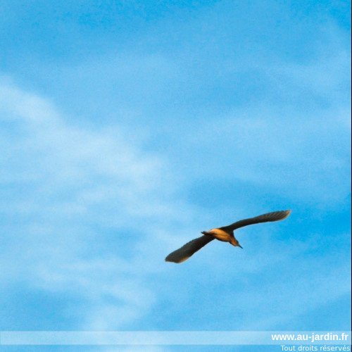 Mouette dans le ciel de camargue