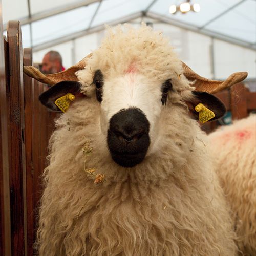 Mouton savoyard