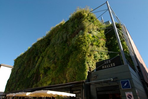 Plantes grimpantes à Avignon