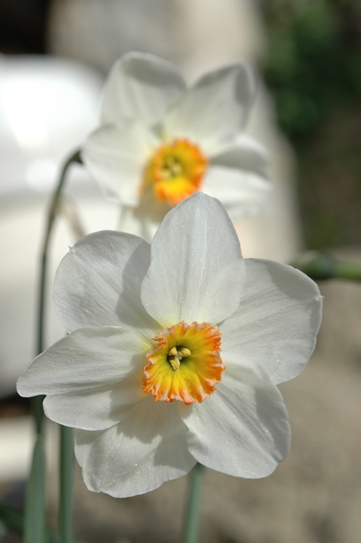 Narcisses