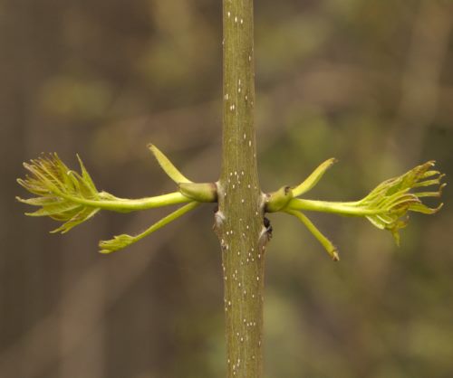 Les bras de Dame Nature