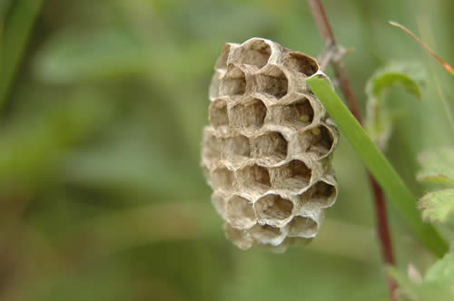 Nid de guêpes