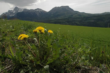 Pissenlit au pied de l'Obiou