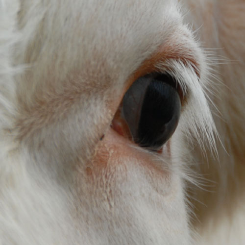 Oeil de boeuf