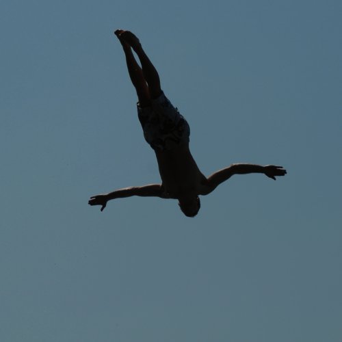 Oiseau de passage