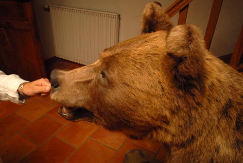 Sympa l'ours