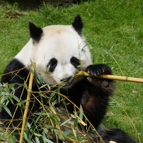 Panda à table