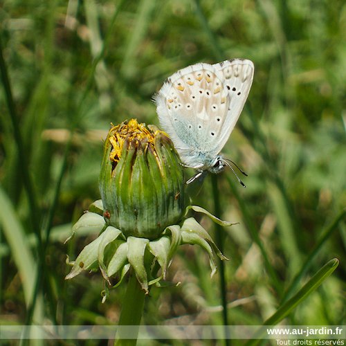 papillon azuré fringant sur pissenlit qui l'est moins