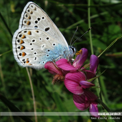 Papillon Azuré