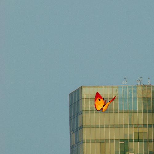 Papillon de Barcelone