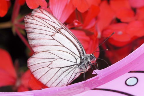 Un papillon qui mangerait une bouée.