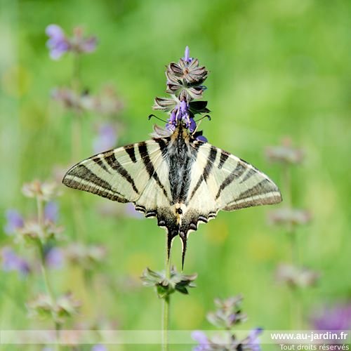 Papillon Flambé