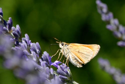 Nectar de lavande