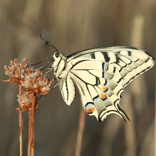 Papillon Machaon sur la plateau du Larzac