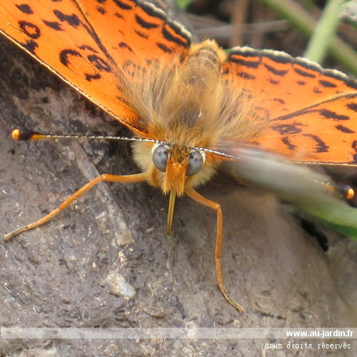 Papillon Nacré de la ronce