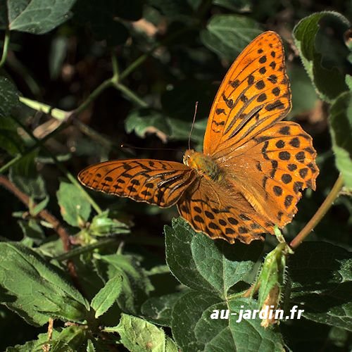 Papillon qui fait un tabac
