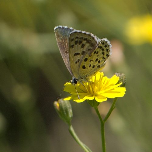 Petit papillon  peut-être un Azuré