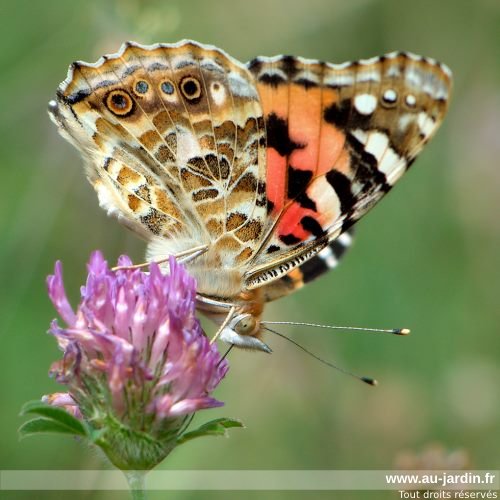 Papillon Belle Dame sur fleur de trèfle