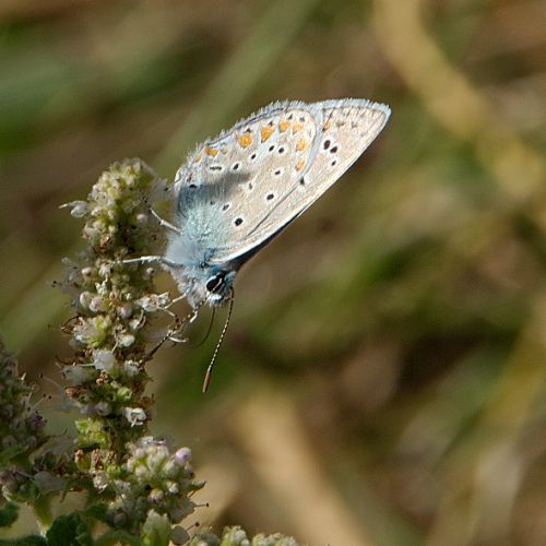 Papillon azuré de l'esparcette saison 2008