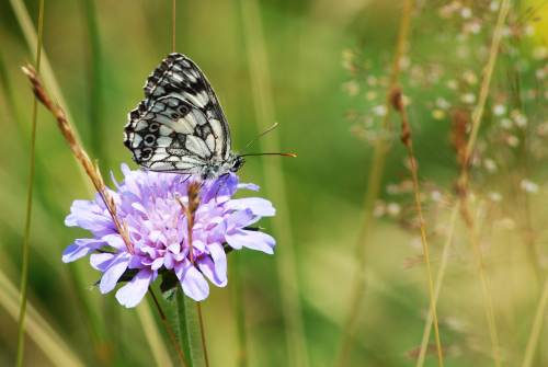 Papillon sur fleur