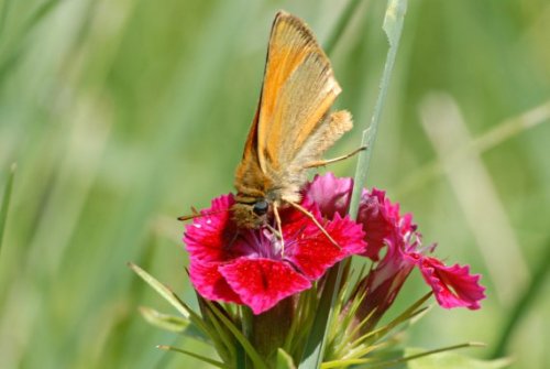 Encore un papillon