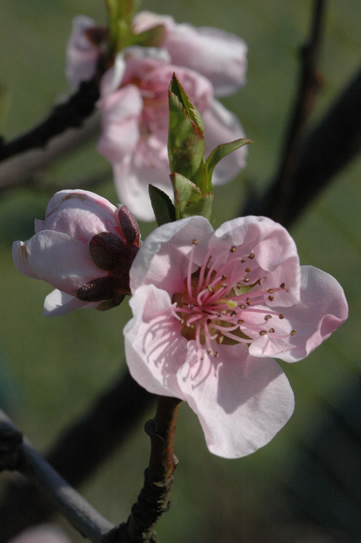 Fleur de pêcher malade