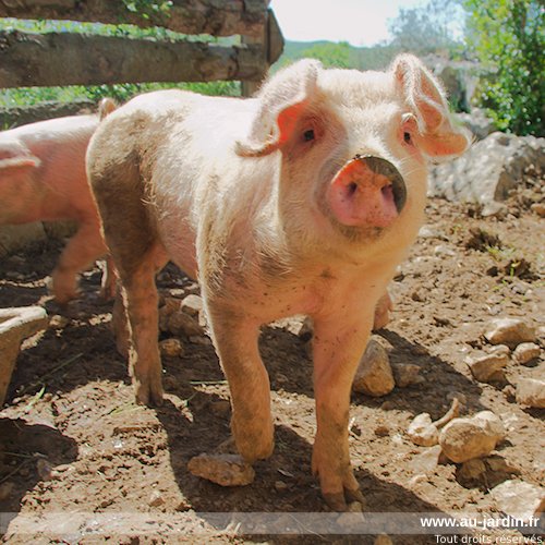 Petit cochon deviendra grand