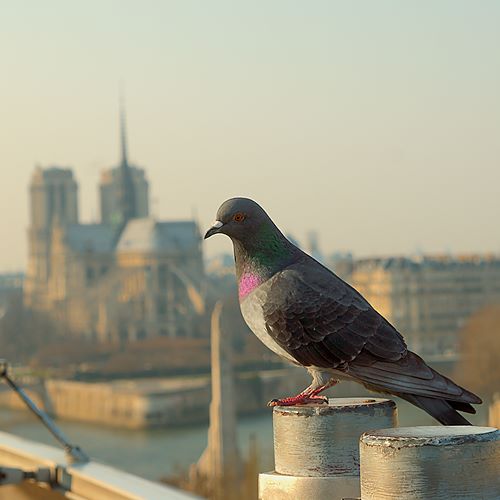 Pigeon de Notre Dame sur Institut du Monde Arabe