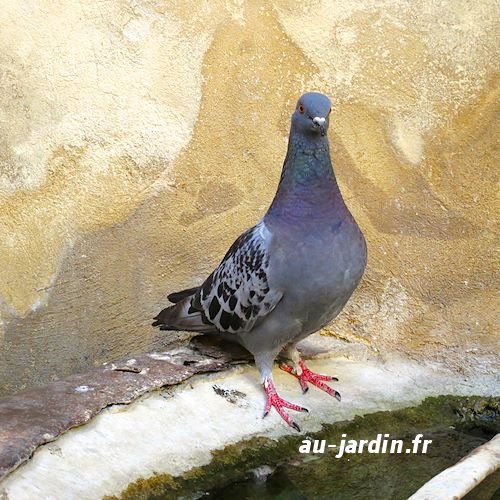 Pigeon du Luberon