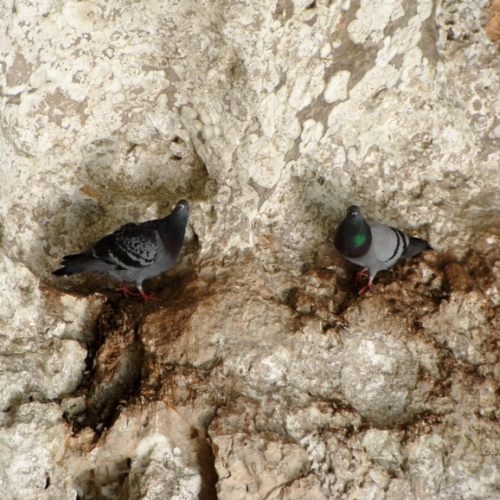 Pigeons pris en flagrant délit de roucoulade