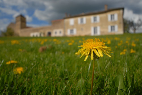 Pissenlit de Cluny