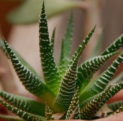 Plante grasse d'interieur