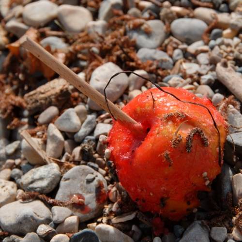 Fin de pomme d'amour