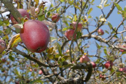 Manger des pommes