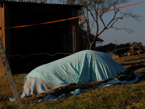 Mort de la  ponette