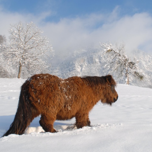 Poney du jurassique
