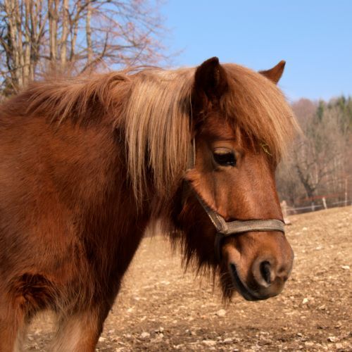 Poney se prenant pour un cheval