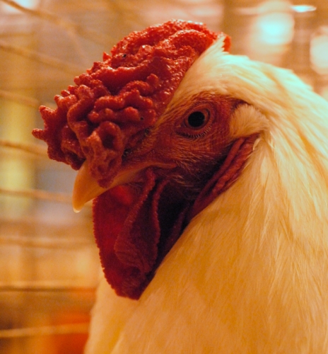 Poule charollaise