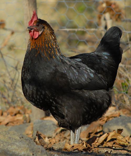 Poule naine noire