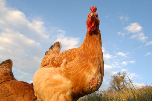 Une de mes deux poules : cocotte pour vous servir