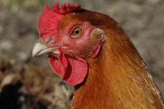 Poulette poule rousse pondeuse