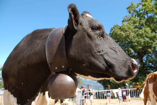 Vache Prim'holstein en Savoie