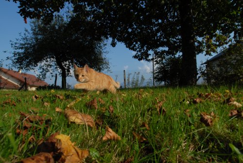 Prune d'Automne