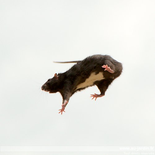 Rat volant