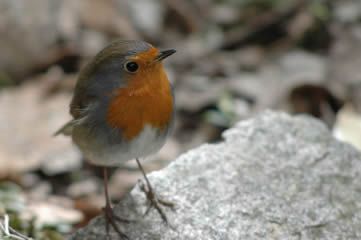 Rouge gorge pas farouche