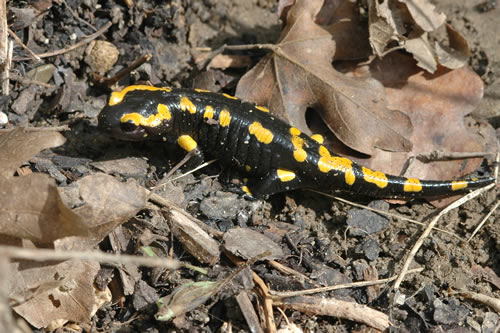 Le coucou de la salamandre